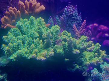 Talea Acropora Millepora "Sunset" (CTO)