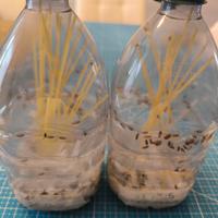 Drosofile (Drosophila) Melanogaster