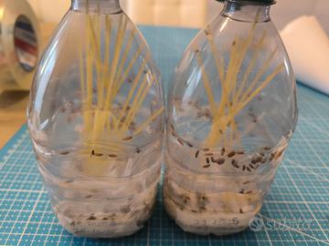 Drosofile (Drosophila) Melanogaster