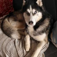 Siberian Husky maschio per accoppiamento