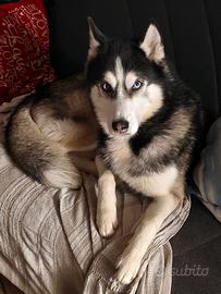 Siberian Husky maschio per accoppiamento
