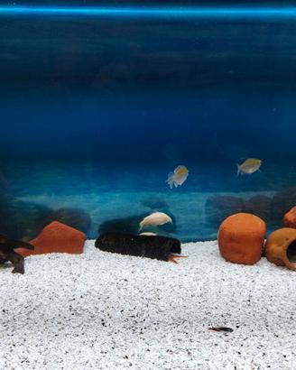 Rocce acquario 