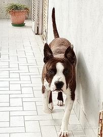 Cucciolo in adozione