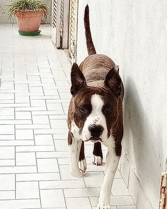Cucciolo in adozione