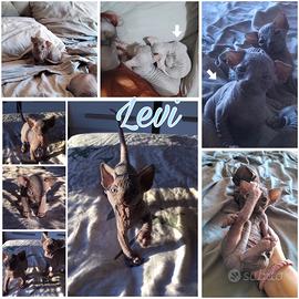 Cuccioli sphynx con pedigree