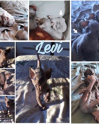 Cuccioli sphynx con pedigree
