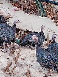 Galline faraonaa