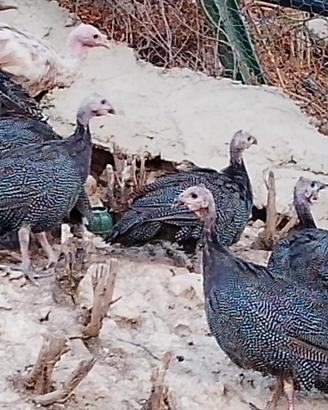 Galline faraonaa