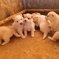 Siberian husky cuccioli