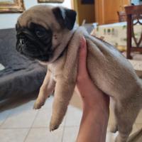 Cuccioli carlino