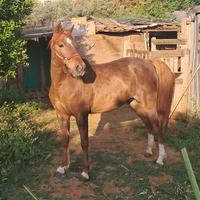 Cavallina da calesse