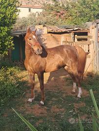 Cavallina da calesse