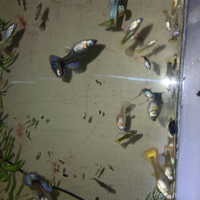 Guppy, avanotti , neon e Lumache d'acqua dolce