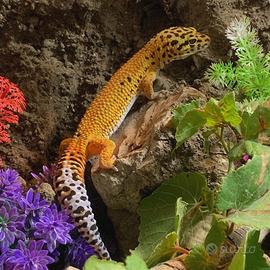 Geco Leopardino