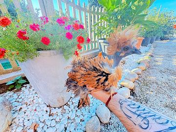 Gallina showgirl