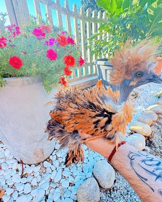 Gallina showgirl