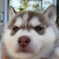 Siberian husky originali padre pedigree ENCI