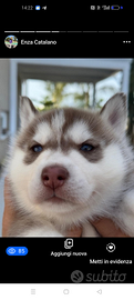 Siberian husky originali padre pedigree ENCI