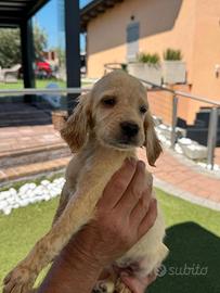 Setter bianco arancio