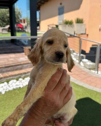 Setter bianco arancio