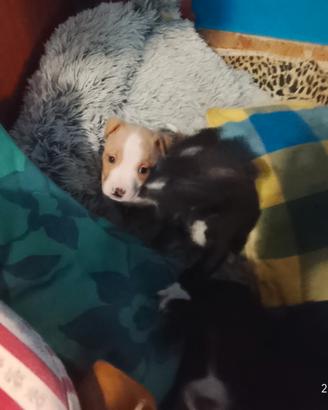 Cuccioli di pit