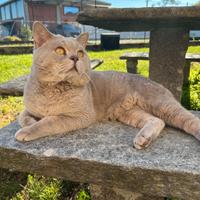 Gatto British Shortair per accoppiamento