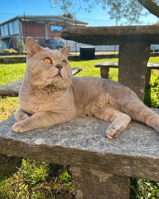 Gatto British Shortair per accoppiamento