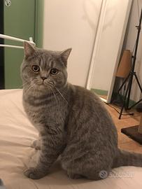 British Shorthair Per Monta