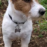Maschio jack russell broken per accoppiamento