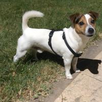 Jack Russel Terrier per monta