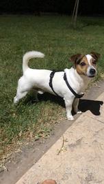 Jack Russel Terrier per monta
