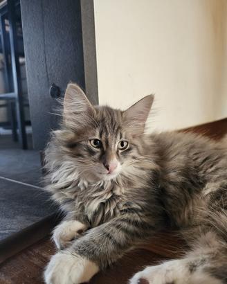 Cucciolo Norvegese delle Foreste