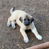 Cuccioli Kangal