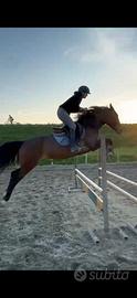 Cavallo 4 anni