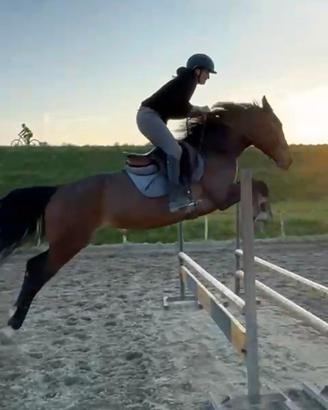 Cavallo 4 anni