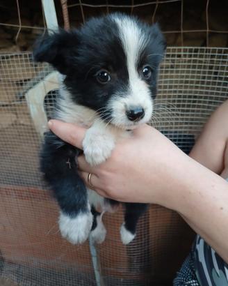 Border collie cuccioli