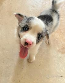 Cucciolo femmina pastore australiano blue merle