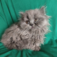 Cuccioli Scottish fold e straight pedigree ENFI