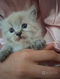 Gattini Ragdoll/ persiano