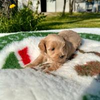 Cuccioli di maltipoo