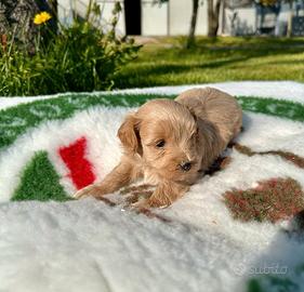 Cuccioli di maltipoo