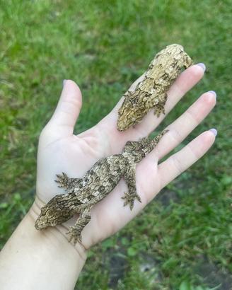 Geco. Gechi giganti. Rhacodactylus leachianus