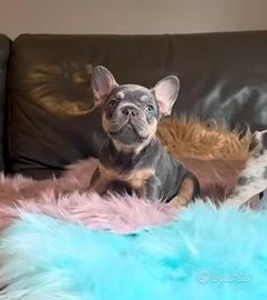 Cucciolo bulldog francese lilac tan husky