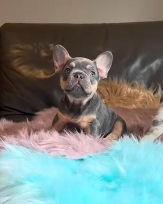 Cucciolo bulldog francese lilac tan husky