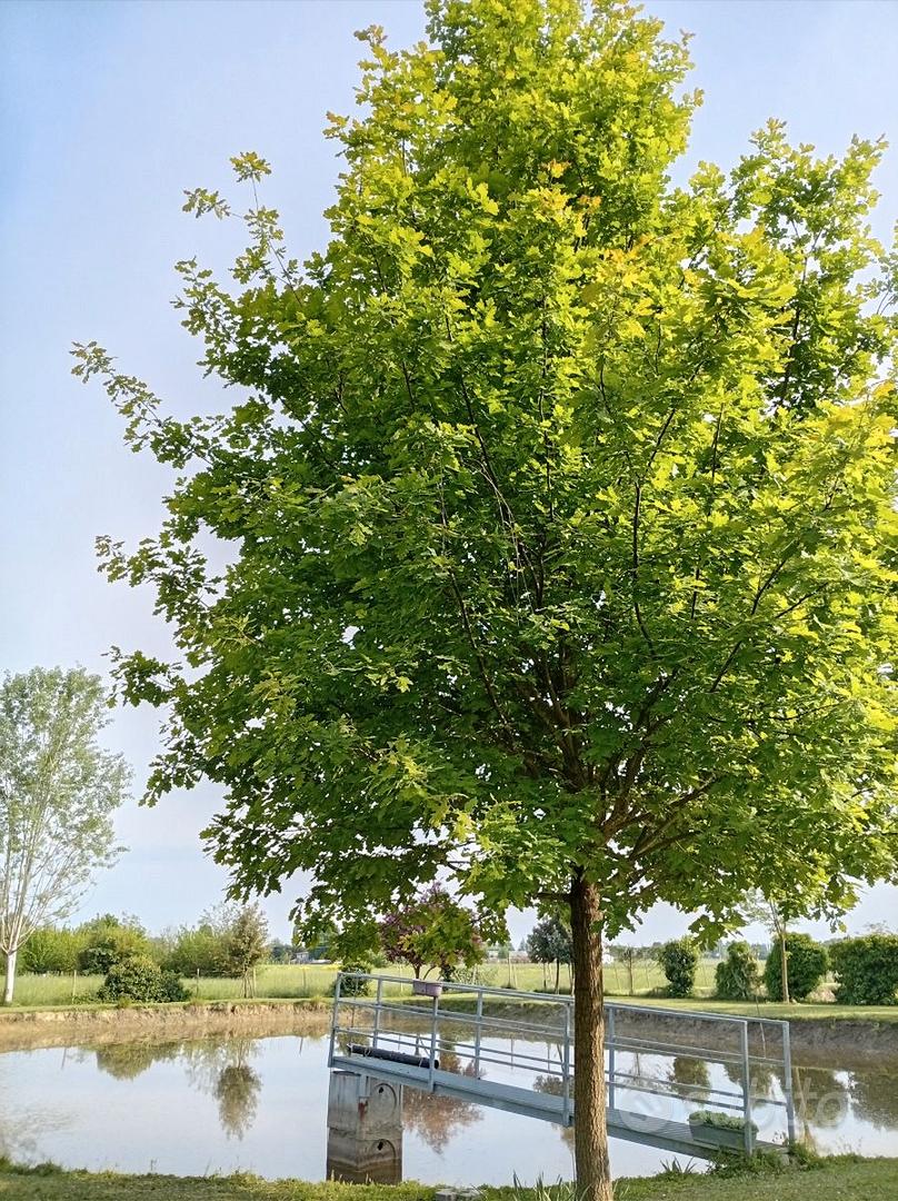 Terreno agricolo - Vista 5