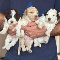 Cuccioli di Lagotto Romagnolo