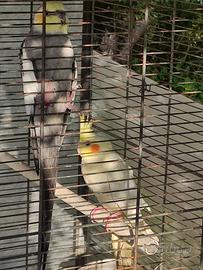 Coppia di pappagalli Calopsite