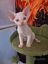 New Elvis Presley.cucciolo devon rex