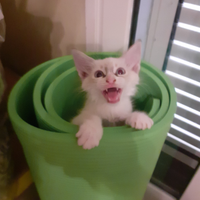 Gattina bianca Okki AzZuRri pelo lungo