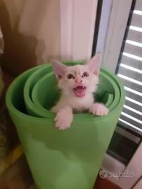 Gattina bianca Okki AzZuRri pelo lungo